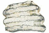 Mammoth Molar Slice With Case - South Carolina #291149-1